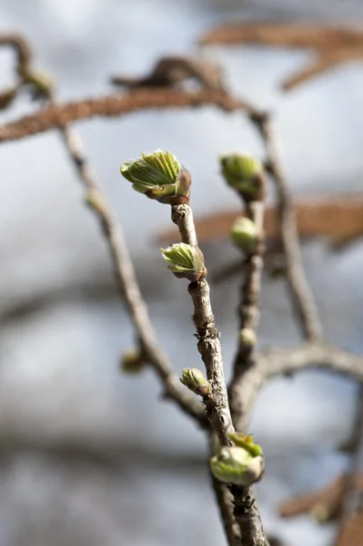 Spring fresh green buds — Stock Photo, Image