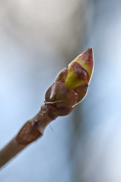 Primavera germoglio su sfondo de-focus — Foto Stock