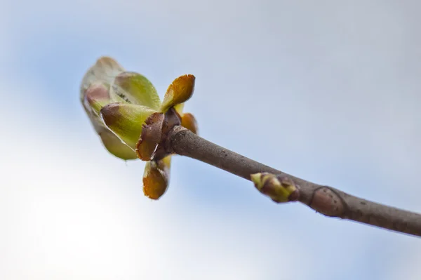 新鮮な春芽 — ストック写真