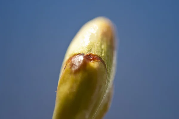 芽のクローズ アップ — ストック写真