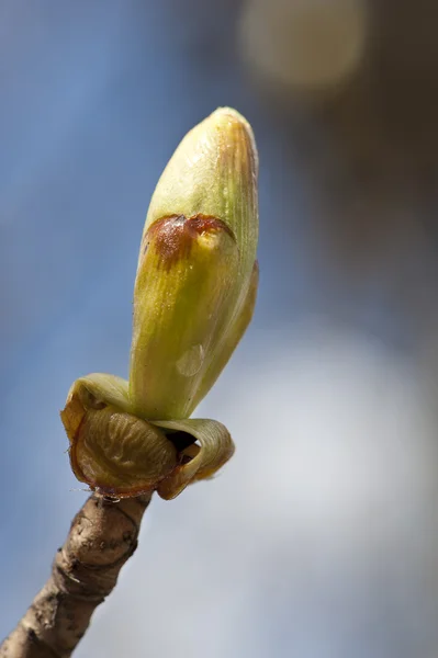 Szczegół wiosna Bud — Zdjęcie stockowe