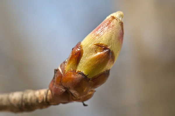 Jarní bud na větvi — Stock fotografie