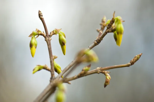 新绿芽在春季时间 — 图库照片