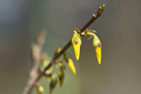 Detalhe do botão de primavera fresco — Fotografia de Stock