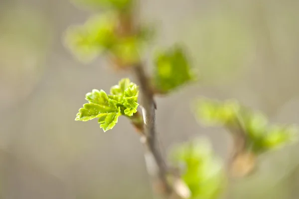 Φρέσκα μπουμπούκια πράσινο — Φωτογραφία Αρχείου