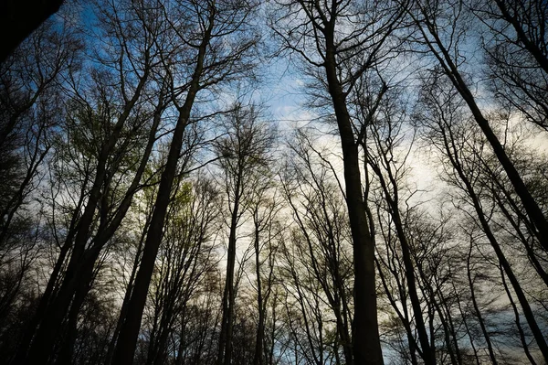 stock image Trees and sky