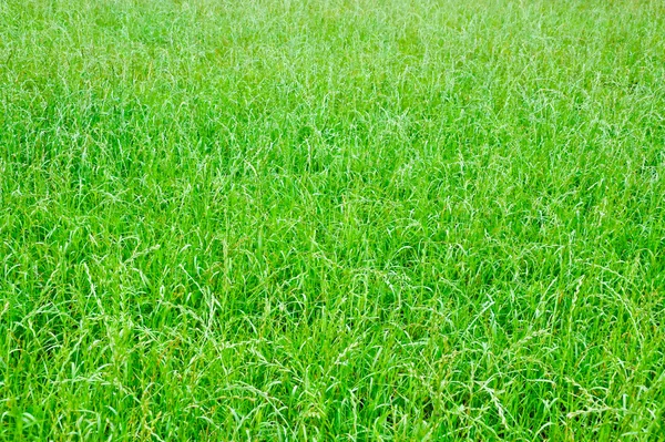 หญ้า — ภาพถ่ายสต็อก