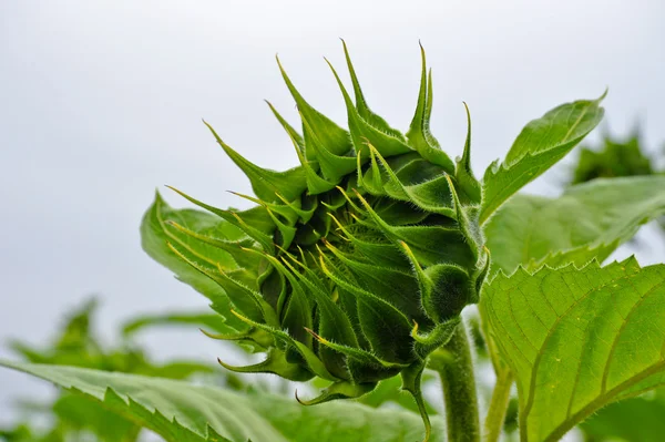 stock image Sunflower