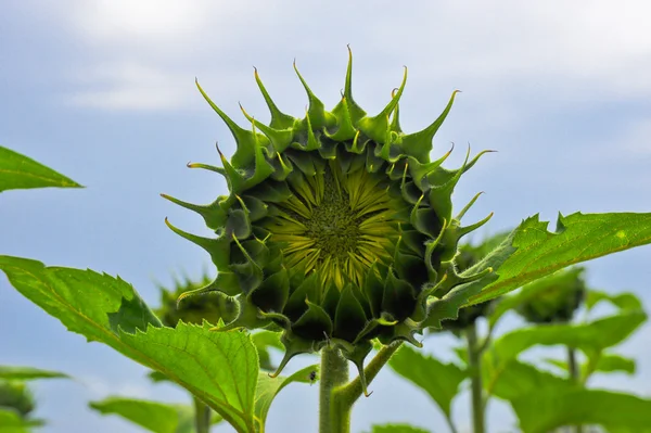 stock image Sunflower