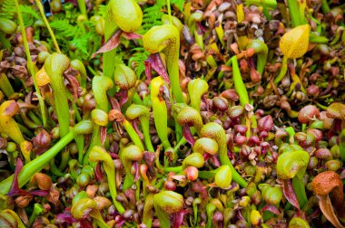 Cobra liliy pitcher plants clipart