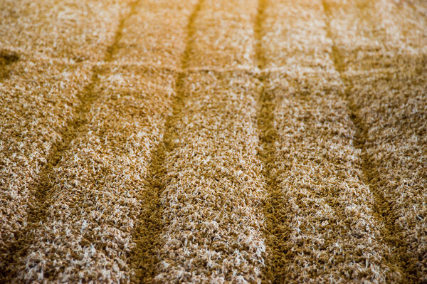 Malting barley