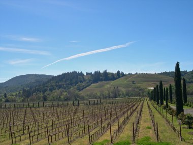 Sonoma vineyard clipart