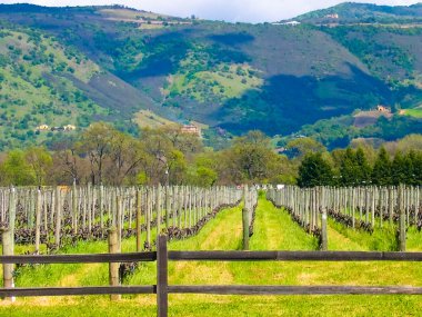 California vineyard clipart