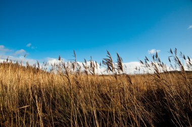 Field and sky on Islay, Scotland clipart