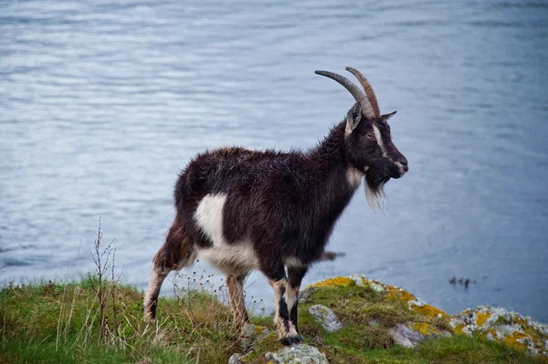 Koza Ostrově Islay — Stock fotografie