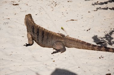 Yeşil iguana