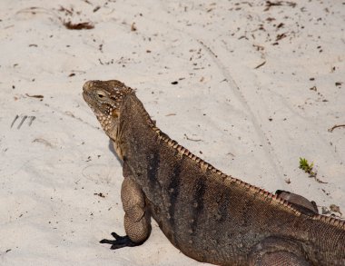 Yeşil iguana