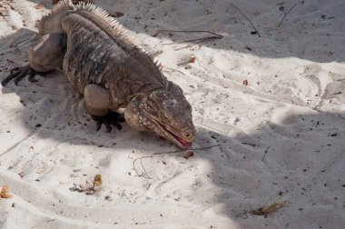 Yeşil iguana