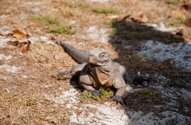 Yeşil iguana