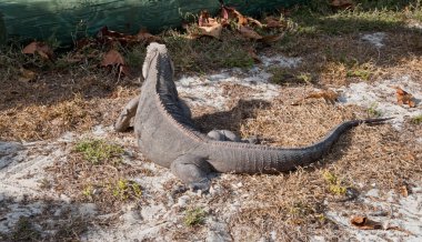 Yeşil iguana