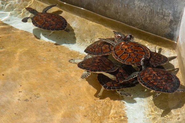 stock image Turtles