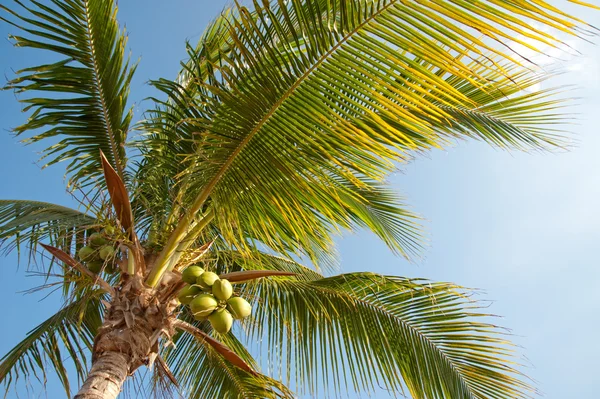 stock image Palm tree