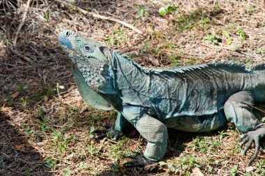 Mavi iguana