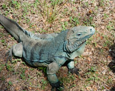 Mavi iguana