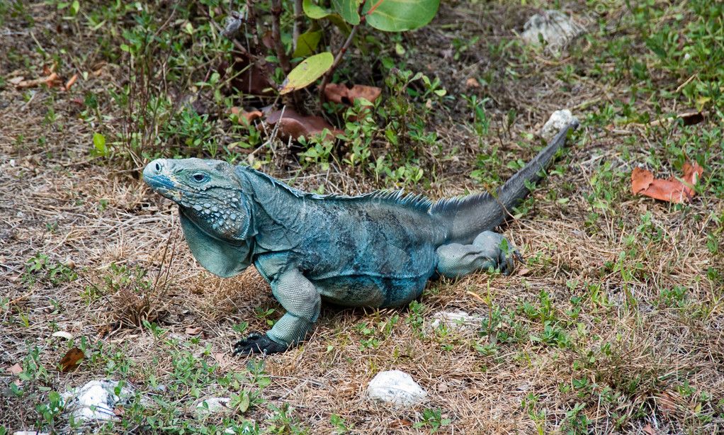 Blue iguana — Stock Photo © jaimepharr 5264318