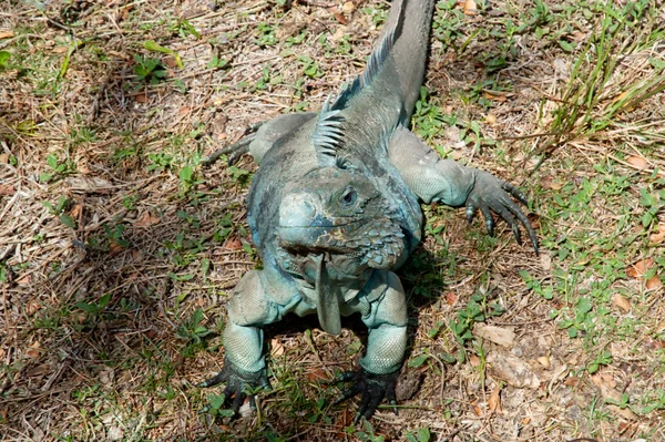 Modrý iguana — Stock fotografie