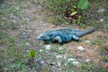 Mavi iguana