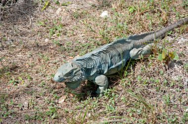 Mavi iguana