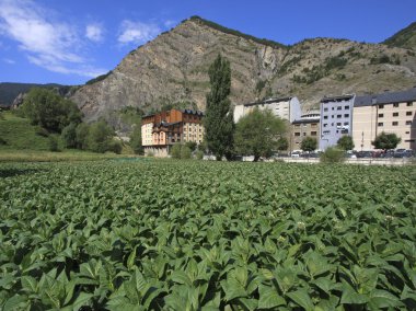 Tobacco plantation in Andorra clipart