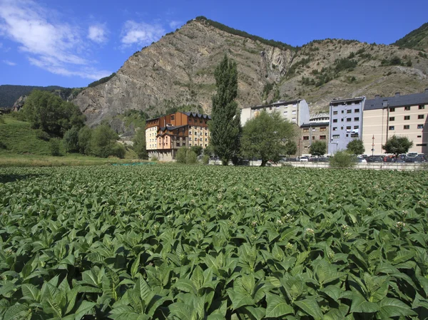 Tobacco plantation in Andorra — Stock Photo, Image