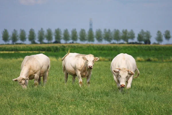 Vit tjurar i ett grönt fält — Stockfoto