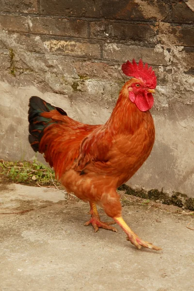 Walking Rooster — Stock Photo, Image