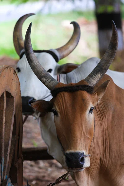 Święte krowy — Zdjęcie stockowe