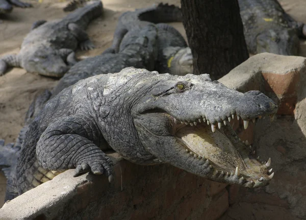 Krokodil op een krokodillenboerderij in chennai, india — Stockfoto