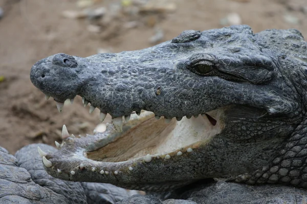 Plano de gestão dos crocodilos — Fotografia de Stock
