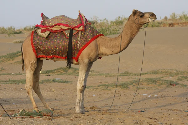 Kamelen i öknen i jaisalmer, rajasthan, Indien — Stockfoto