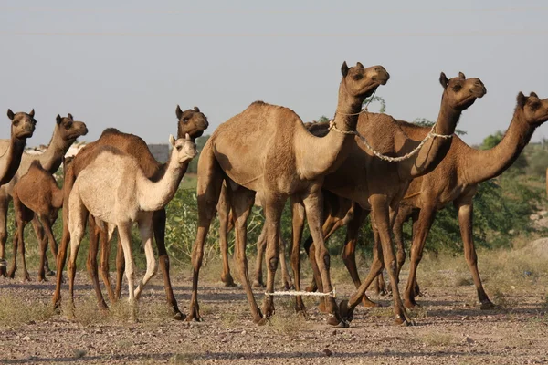 Dromedarios en el desierto de Thar — Foto de Stock