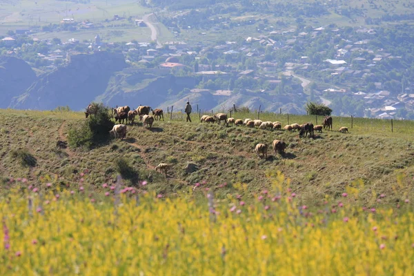 牧羊人在格鲁吉亚 — 图库照片