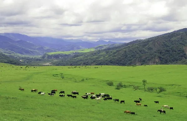 Gaucho herding cows near Salta, Argentina — Stock Photo, Image