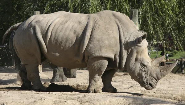 Rinoceri — Fotografie, imagine de stoc