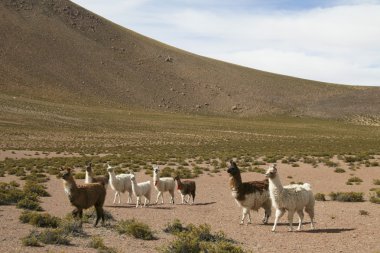 Lamas altiplano Bolivya sınırında kuzey Şili'de,