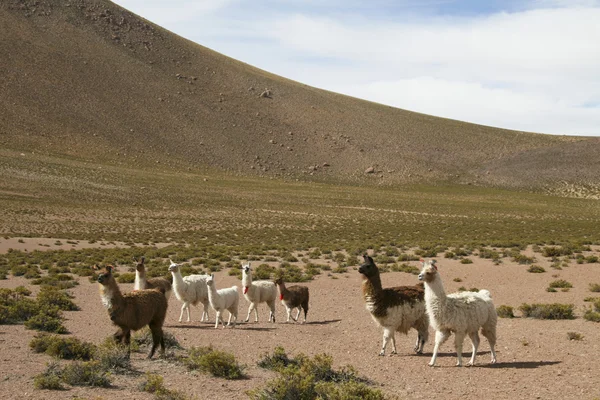 Lamas nell'altipiano vicino al confine boliviano nel nord del Cile , — Foto Stock