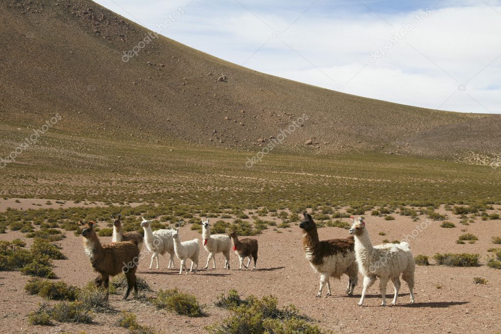 Lamas in the altiplano near the Bolivian border in north Chile,