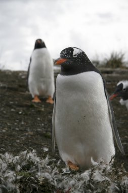 gentoo pengueni