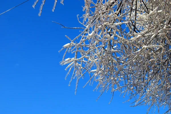 Zon schitterde de vertakking van de beslissingsstructuur in ijs op een blauwe hemelachtergrond — Stockfoto