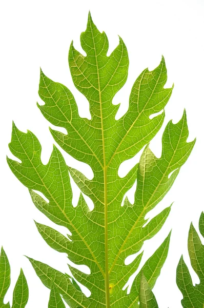 Papaya leaf — Stock Photo, Image